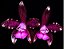 Cattleya Leopoldii 'Dark Princess' - Imagem 1