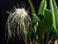 Bulbophyllum Medusae - Imagem 3