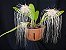 Bulbophyllum Medusae - Imagem 1