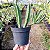 Stapelia Gigantea (suculenta ) - Imagem 2