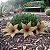 Suculenta Stapelia Gigantea (Planta com 10 a 20 cm) - Imagem 2