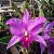 Cattleya Anceps x Cattleya Warneri - Imagem 1