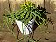 Suculenta Medusa - Euphorbia Flanaganii - Imagem 1