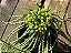 Euphorbia Flanaganii (Suculenta Medusa) - Imagem 4