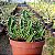 Euphorbia Spiralis (suculenta) - Imagem 3