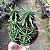 Euphorbia Spiralis (suculenta) - Imagem 2