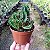 Euphorbia Spiralis (suculenta) - Imagem 1
