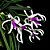 Leptotes Bicolor - Imagem 2