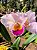 Cattleya Hibrida 01 - Imagem 1