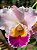 Cattleya Hibrida 01 - Imagem 3