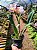 Cattleya Hibrida 01 - Imagem 2