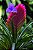 Bromelia Tillandsia Cyanea - Imagem 1