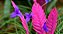 Bromelia Tillandsia Cyanea - Imagem 2