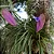 Bromelia Tillandsia Cyanea - Imagem 3