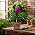 Bromelia Tillandsia Cyanea - Imagem 2