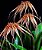 Bulbophyllum Louis Sander - Imagem 1