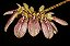 Bulbophyllum Andersonii - Imagem 3