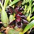 Maxillaria Schunkeana (orquídea negra ) - Imagem 1