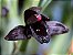 Maxillaria Schunkeana (orquídea negra ) - Imagem 1