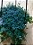 Samambaia Azul - Selaginella Uncinata - Imagem 8