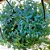 Samambaia Azul - Selaginella Uncinata - Imagem 10