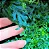 Samambaia Azul - Selaginella Uncinata - Imagem 9