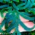 Samambaia Azul - Selaginella Uncinata - Imagem 2