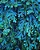 Samambaia Azul - Selaginella Uncinata - Imagem 7