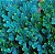 Samambaia Azul - Selaginella Uncinata - Imagem 1