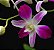 Denphal Sonia Earsakul - Imagem 3