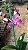 Dendrobium Glossy Ruby (Denphal) - Imagem 2