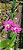 Dendrobium Glossy Ruby (Denphal) - Imagem 1