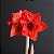 Amaryllis Double King - Imagem 1