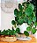 Pilea Peperomioides (Planta-Chinesa-do-dinheiro) - Imagem 3