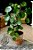 Pilea Peperomioides (Planta-Chinesa-do-dinheiro) - Imagem 5