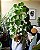 Pilea Peperomioides (Planta-Chinesa-do-dinheiro) - Imagem 2