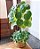 Pilea Peperomioides (Planta-Chinesa-do-dinheiro) - Imagem 1