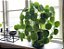 Pilea Peperomioides (Planta-Chinesa-do-dinheiro) - Imagem 6