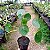 Pilea Peperomioides (Planta-Chinesa-do-dinheiro) - Imagem 4