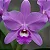 Cattleya Skinneri Tipo - Imagem 1