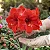 Amaryllis Carmen - Imagem 2