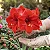 Amaryllis Carmen - Imagem 2