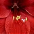 Amaryllis Carmen - Imagem 3