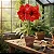 Amaryllis Carmen - Imagem 1