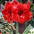 Amaryllis Carmen - Imagem 1