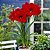 Amaryllis Carmen - Imagem 2
