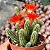 Cacto Amendoim - Echinopsis Chamaecereus - Imagem 2