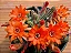 Cacto Amendoim - Echinopsis Chamaecereus - Imagem 1