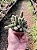 Cacto Amendoim - Echinopsis Chamaecereus - Imagem 8