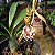 Orquídea Catasetum Gladiatorium - Imagem 4
